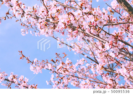 蜂須賀桜 50095536