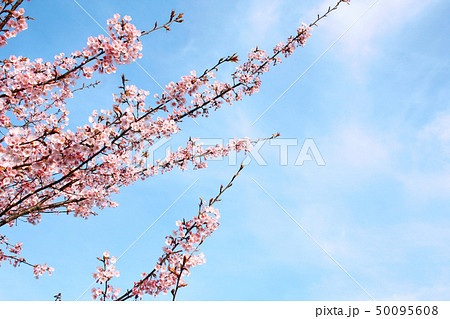 蜂須賀桜 50095608