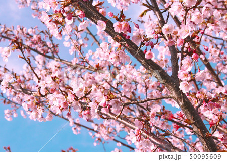 蜂須賀桜 50095609