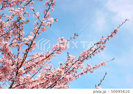 蜂須賀桜 50095610