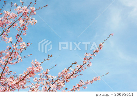 蜂須賀桜 蜂須賀桜 50095611