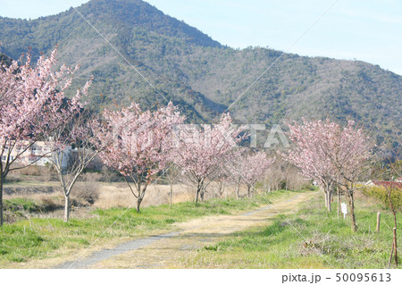 蜂須賀桜 50095613