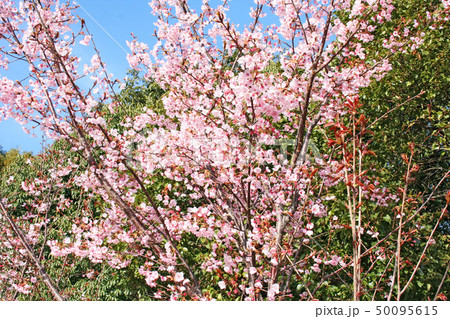 蜂須賀桜 蜂須賀桜 50095615