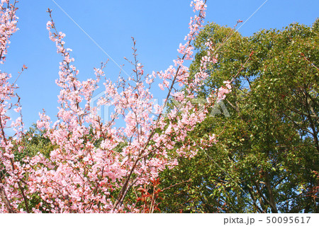 蜂須賀桜 50095617