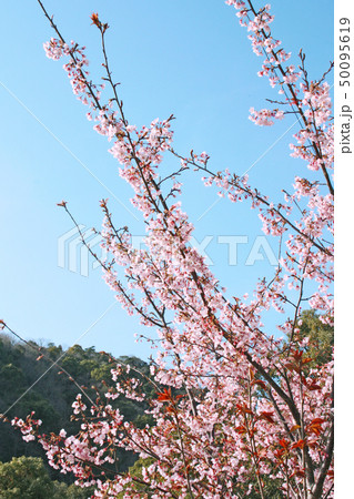 蜂須賀桜 蜂須賀桜 50095619