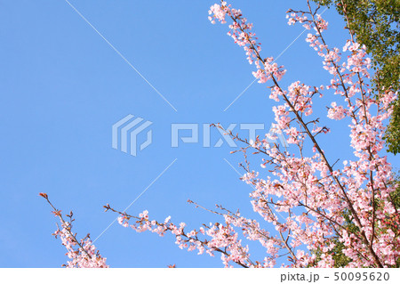 蜂須賀桜 蜂須賀桜 50095620
