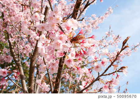 蜂須賀桜 50095670