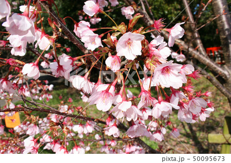 蜂須賀桜 蜂須賀桜 50095673