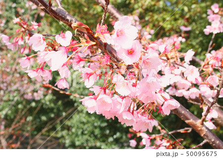 蜂須賀桜 50095675