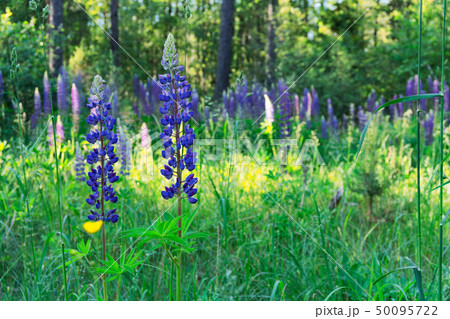 Blue lupines flowers 50095722
