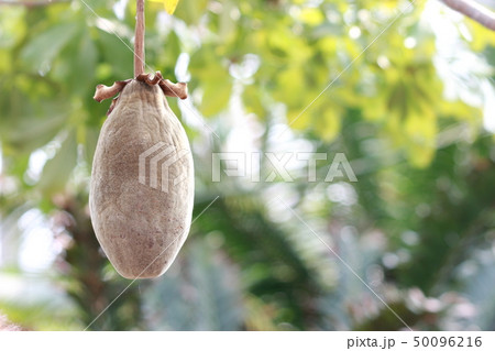 バオバブの実 50096216