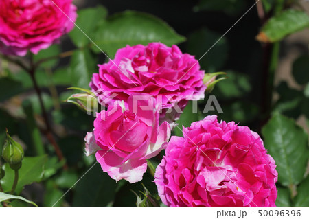 シェエラザード バラの花の蕾の写真素材
