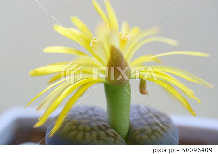 リトープスの花 多肉植物 黄色の写真素材