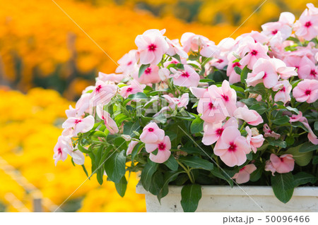 Vinca rosea flowers blossom in the garden Vinca rosea flowers blossom in the garden 50096466