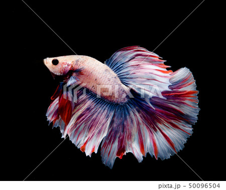 Multi-color betta fish 50096504