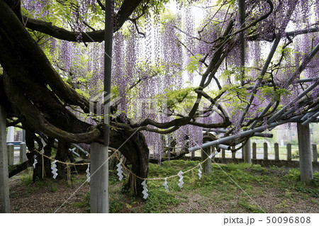 玉名市山田の藤 50096808