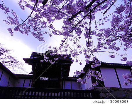 滋賀院門跡　春　桜　 50098093