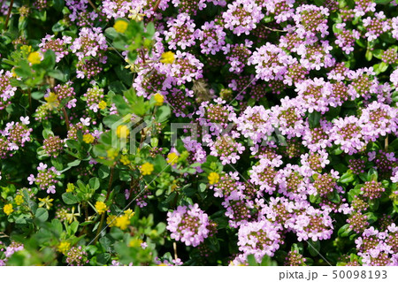 可愛い園芸種 クリーピングタイム１０の写真素材