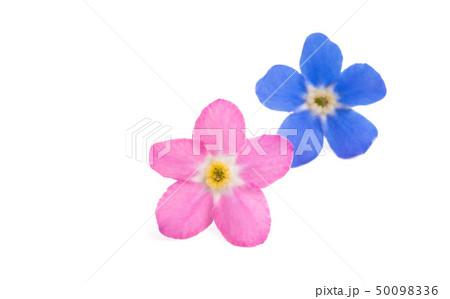forget-me-not flower isolated 50098336