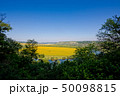 Beautiful view of nature. Blue sky, yelow field. 50098815