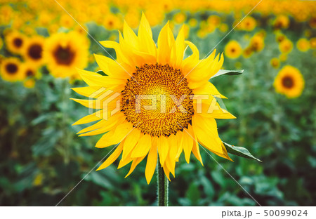 Bee pollinates a flower of a sunflower in the field. Mimicry of insects. Beautiful bright yellow 50099024
