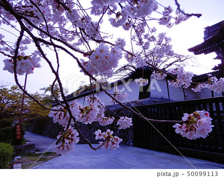 滋賀院門跡 春 桜 滋賀院門跡 春 桜 50099113