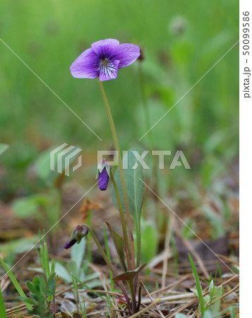 スミレ スミレ 50099586