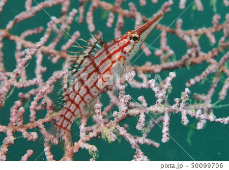 クダゴンベ クダゴンベ 50099706