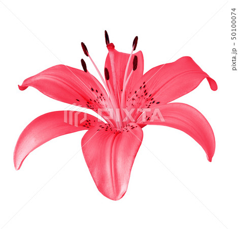 flower red lily isolated on white background 50100074