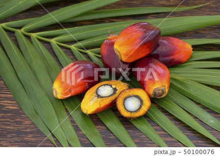 Close up of Palm Oil fruits with cooking oil  50100076