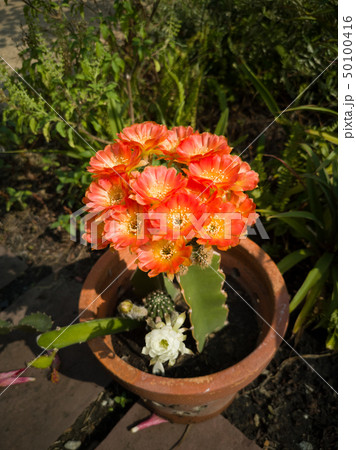 lobivia cactus blooming - image lobivia cactus blooming - image 50100416