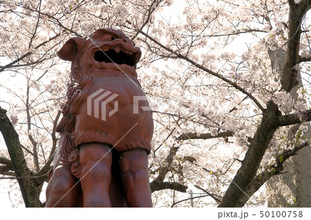 【四国八十八ヶ所】第六十四番　前神寺　春爛漫の阿形の狛犬　愛媛県西条市 50100758
