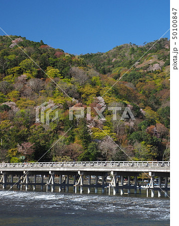 嵐山の桜と渡月橋 嵐山の桜と渡月橋 50100847