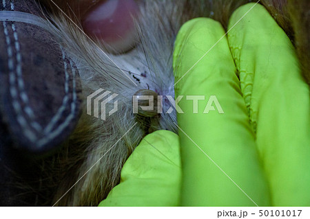 The mite bites a reddish dog 50101017