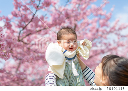桜と家族写真 桜と家族写真 50101113