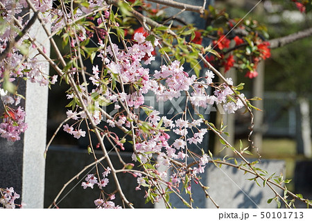 【四国別格二十霊場】第十二番 延命寺に咲く春の花々 愛媛県四国中央市 【四国別格二十霊場】第十二番 延命寺に咲く春の花々 愛媛県四国中央市 50101713