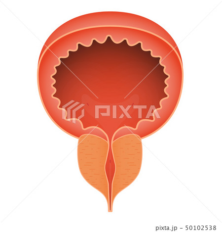 Normal healthy prostate. Realistic isolated vector Normal healthy prostate. Realistic isolated vector 50102538