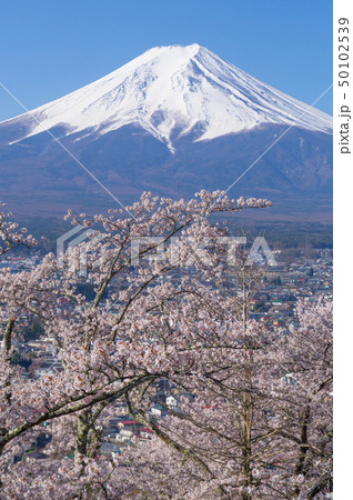 富士山と桜 50102539