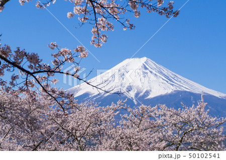 富士山と桜 富士山と桜 50102541