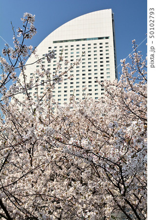 横浜の桜 50102793
