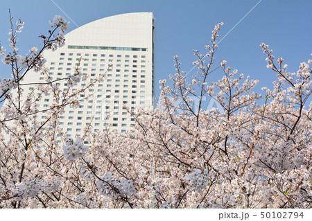 横浜の桜 50102794