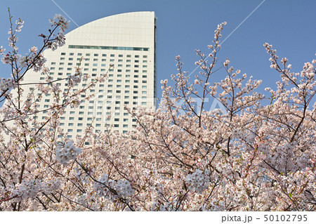 横浜の桜 50102795