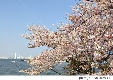 横浜の桜 50102931