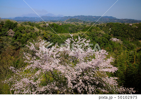 竹田市 春 岡城址の桜と遠くに見えるくじゅう連山 竹田市 春 岡城址の桜と遠くに見えるくじゅう連山 50102975