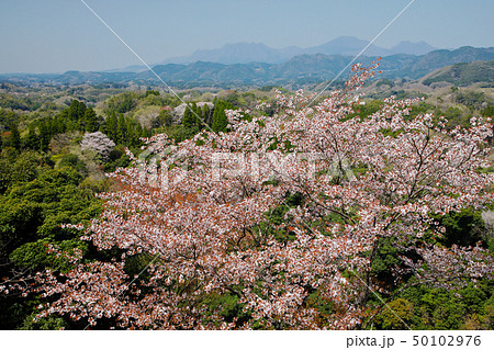 竹田市　春　岡城址の桜と遠くに見えるくじゅう連山 50102976