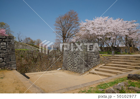 竹田市　春　桜咲く岡城址  50102977