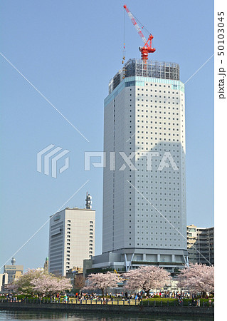 横浜の桜 50103045