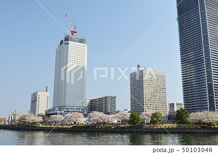 横浜の桜 50103046