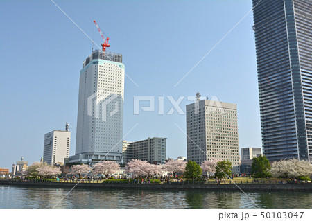 横浜の桜 50103047