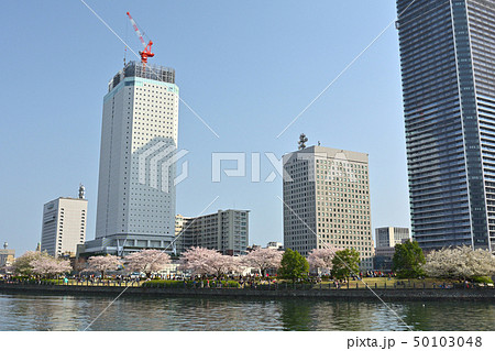 横浜の桜 50103048